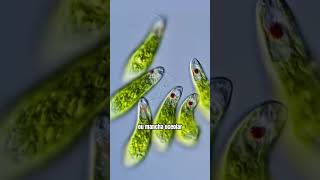 O movimento hipnotizante da microalga Euglena microbiologia microorganismos [upl. by Theodosia]