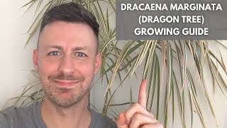 Dracaena Marginata Madagascar Dragon Tree Care Guide and Growing Tips [upl. by Yllor]