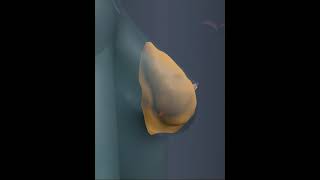 Anatomy of Breast  3D Animation [upl. by Hainahpez]