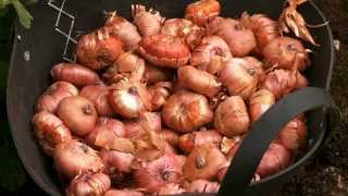 How to plant Gladioli in bedswmv [upl. by Rehteh206]