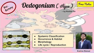 Oedogonium  Occurrence  Morphology and Life cycle  Bsc  Free PDF notes  by Viologia EXtrema [upl. by Ariday638]