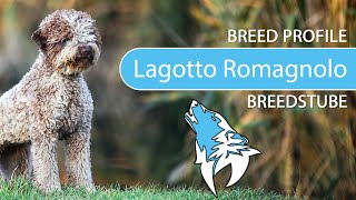 ► Lagotto Romagnolo Breed 2020 Temperament amp Training [upl. by Pascia]