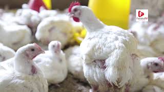 On the Farms of Africa SN1 EP8 Broiler Chicken Farming [upl. by Anaejer722]