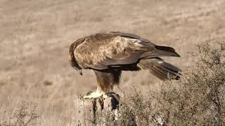 Golden Eagle Sorrowing in Fields [upl. by Wolfram]