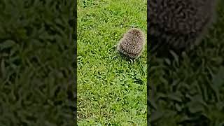 European hedgehog Igelkott Ouriçoterrestre Jeż zachodni Trelleborg Sweden [upl. by Shirlene556]