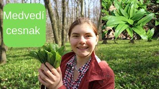 Medvedí cesnak zber použitie účinky na zdravie [upl. by Hartill]