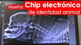 Así funciona el chip para perros [upl. by Tedi]