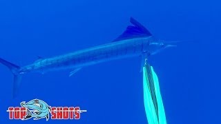 Spearfishing Sailfish  in the Coral Sea [upl. by Kelly]