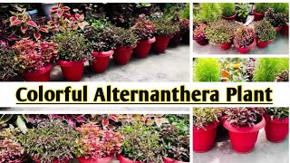 Care about colorful Alternanthera plant besthedgeplant alternantheravarieties  Satrangi plant [upl. by Omle807]