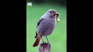 Black redstart with caterpillar [upl. by Jen]