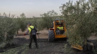 Spagna caldo estremo e siccità crolla la produzione di olio doliva [upl. by Assirehc213]