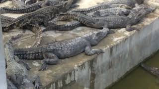 Alligator  Crocodile  Crocodile Eat Food  Crocodile Farm Feeding 7 [upl. by Notsla459]