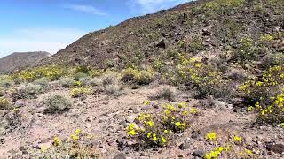 Wildflowers in Death Valley National Park [upl. by Artemahs]