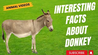 Interesting Facts about Donkey  Facts about Donkey  Donkey History  Donkey Facts [upl. by Sharona]