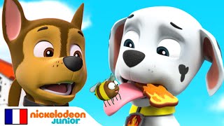 Paw Patrol  la PatPatrouille  Compilation canine  NICKELODEON JUNIOR [upl. by Hacceber357]