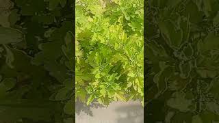 guldaudi plant गुलदाउदी का पौधा घना कैसे करें viral viralvideo [upl. by Ramiah]