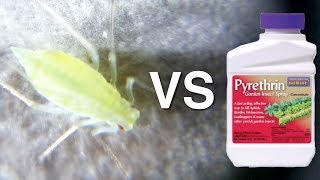 Aphid vs Pyrethrin [upl. by Fenton422]