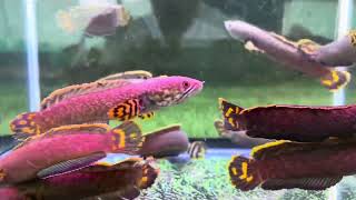 Channa brunnea Chocolate blehri Snakehead fish [upl. by Shelly]