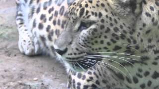 Leopardos de Sri Lanka en el Zoo de Santillana [upl. by Attolrahc]