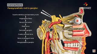 Pterygopalatine ganglion  Head and neck animated gross anatomy [upl. by Relyuc370]