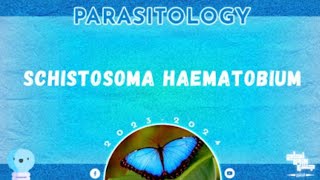 Revision of L2 Parasites affecting renal system II  Schistosoma haematobium Parasitology [upl. by Yetnruoc]