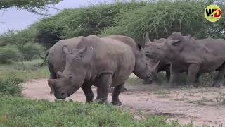 Amazing Facts and Lifestyle About Rhinoceros in Hindi Urdu  Documentary of Rhino  Wonderful Dunya [upl. by Alene157]