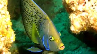 Two Blue AngelfishPomacanthus semicirculatus Cherubs Cave Moreton Island [upl. by Janek]