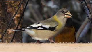 Gros becs errants cri  Evening Grosbeak call [upl. by Lyns]