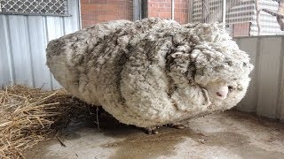 Hikers Saw That This Neglected Sheep Could Barely Stand So A Shelter Begged For Experts To Save Him [upl. by Scandura226]