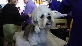 Dandie Dinmont Terrier [upl. by Hervey]