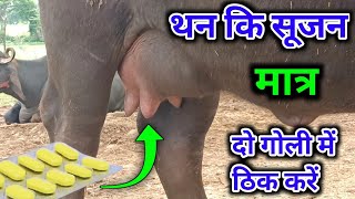 बिना इंजेक्शन के थन की सूजन ठीक करें  mastitis treatment in Buffalo [upl. by Waddington]