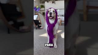 Este Perro Tiene un Gran Sentido De La Moda🐕👗 youtubeshorts shortsvideo [upl. by Ariaj]