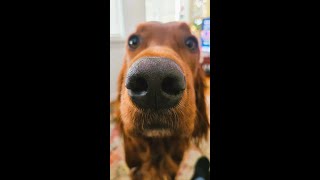 ArchieSunday Morning Irish Setter [upl. by Nairam]