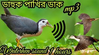 ডাক পাখির ডাক 2023 dahuk pakir daksuara ruak ruakwhitebrested waterhen sound [upl. by Adnocahs]