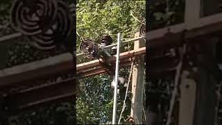 Jumper brunt shortvideo shock electrical funny hpsebl himachaly himachalmusic risk [upl. by Kaya]