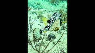 Trunkfish across sea bottom coralreef underwater trunkfish [upl. by Costin]