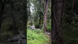 Natural beauty wayanad tomandjerry travel beautifulnature kavitha [upl. by Abigael575]