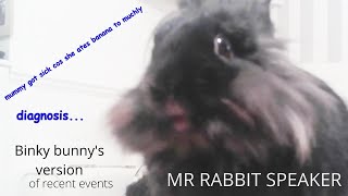 Binky bunny Mr speaker explains what happen to his hooman in his own words [upl. by Elimay]