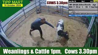 TIPPERARY TOWN MART 18 Oct 2024 Calves Cattle amp cows [upl. by Reiniar]