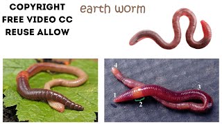 EarthWorm part 2 Copyright Free Video  Footage Free Stock [upl. by Nacul147]