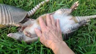 Two baby armadillos napping in the sun [upl. by Sheya]