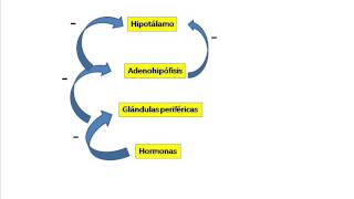 Hormonas Concepto y clasificación [upl. by Ythomit]