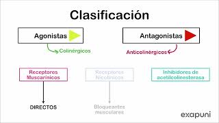 Introducción a farmacología colinérgica y anticolinérgica [upl. by Eeliak306]