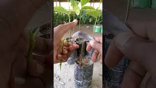 কাঁঠাল গাছের কলম পদ্ধতি Jackfruit tree grafting method কাঁঠাল jackfruit graftinggraftingtips [upl. by Cecilio]