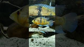 The Myers Basketmouth Cichlid Caquetaia Myersi [upl. by Etteinotna601]