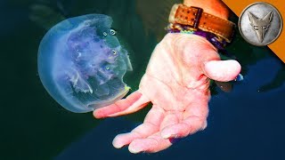 Jellyfish Challenge [upl. by Niamor]