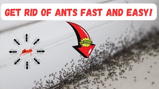 GET RID OF ANTS Fast And Easy ALL NATURAL [upl. by Akinhoj]