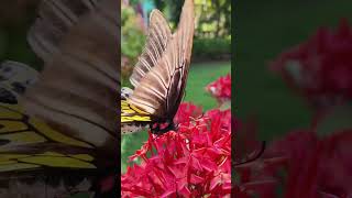 Largest Butterfly in India  SOUTHERN BIRDWING ഗരുഡശലഭം [upl. by Geminian863]