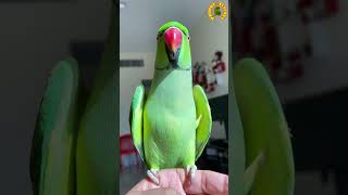 Talking Indian Ringneck Parrot [upl. by Charo331]