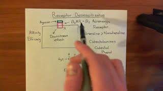 Receptor Desensitization Part 1 [upl. by Orvas]